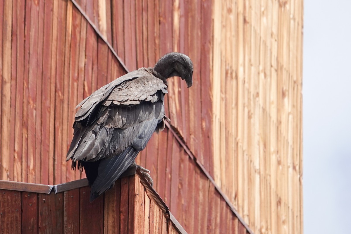 コンドル - ML646860381