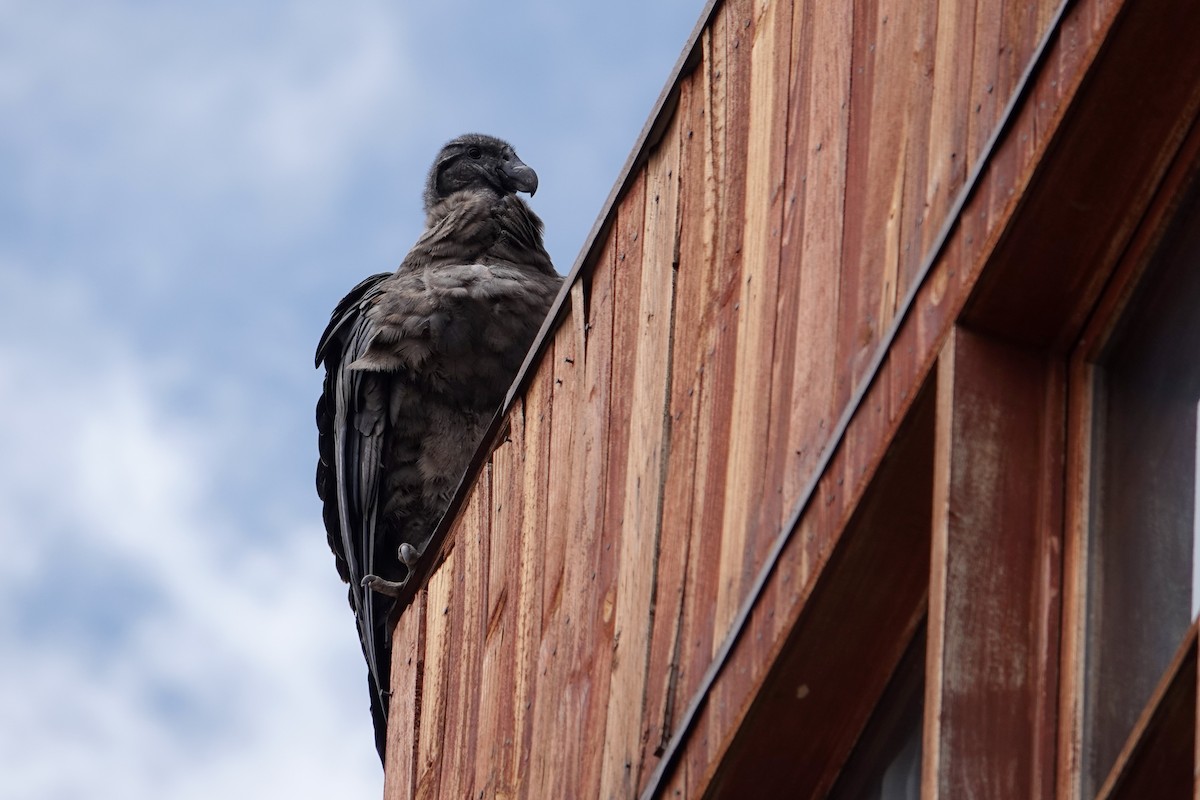 コンドル - ML646860383