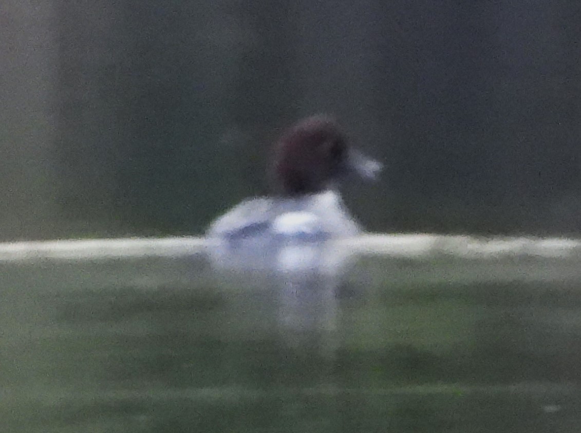 עבראש ירוק - ML646860386