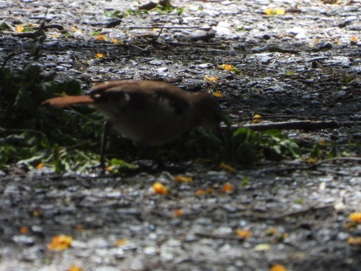 Rufous Hornero - ML646860394