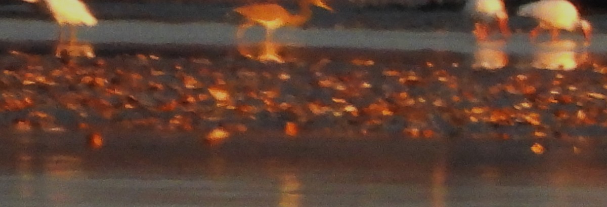 Tricolored Heron - ML646860398