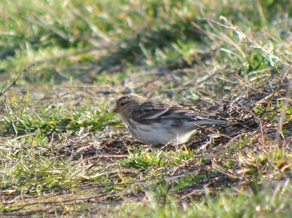 Twite - ML646860399