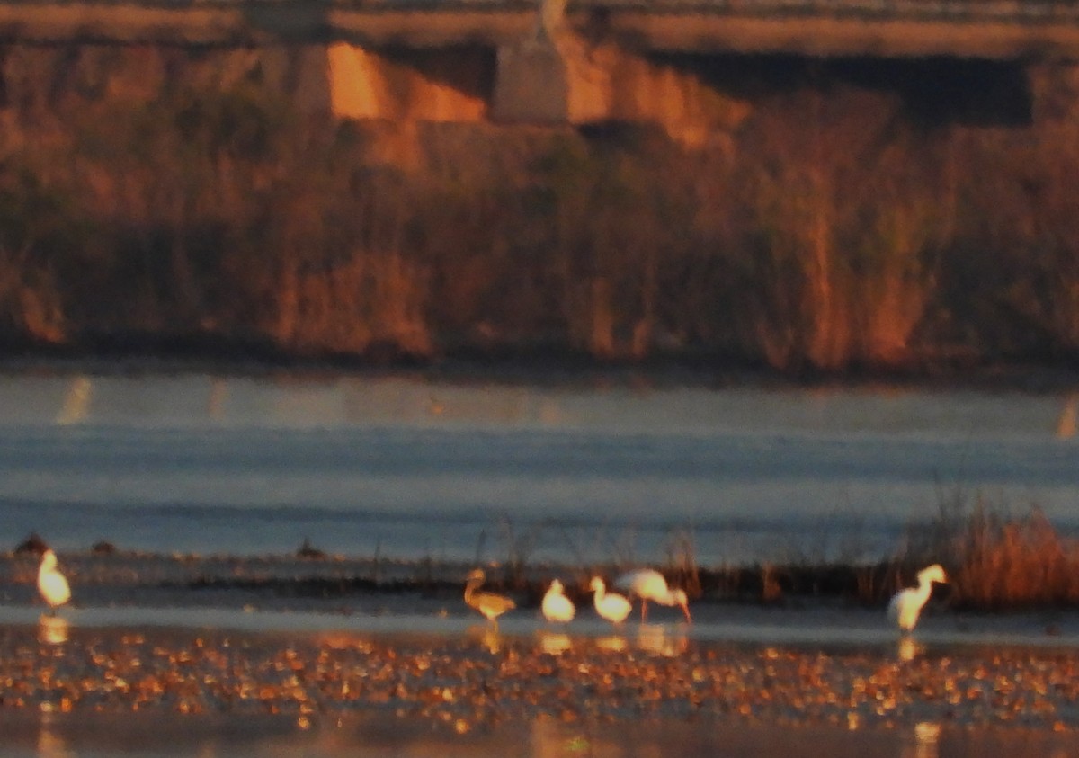 Tricolored Heron - ML646860400