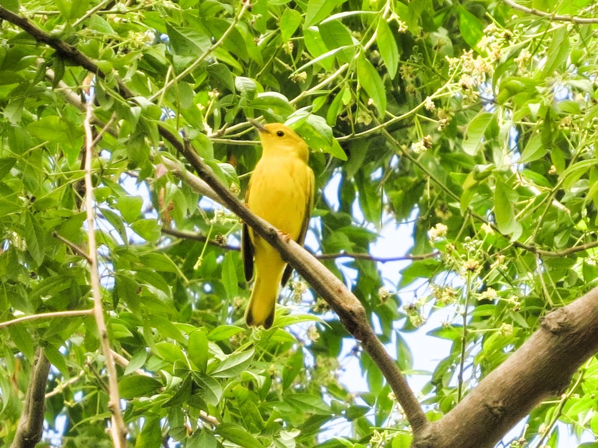 Northern/Mangrove Yellow Warbler - ML646860401