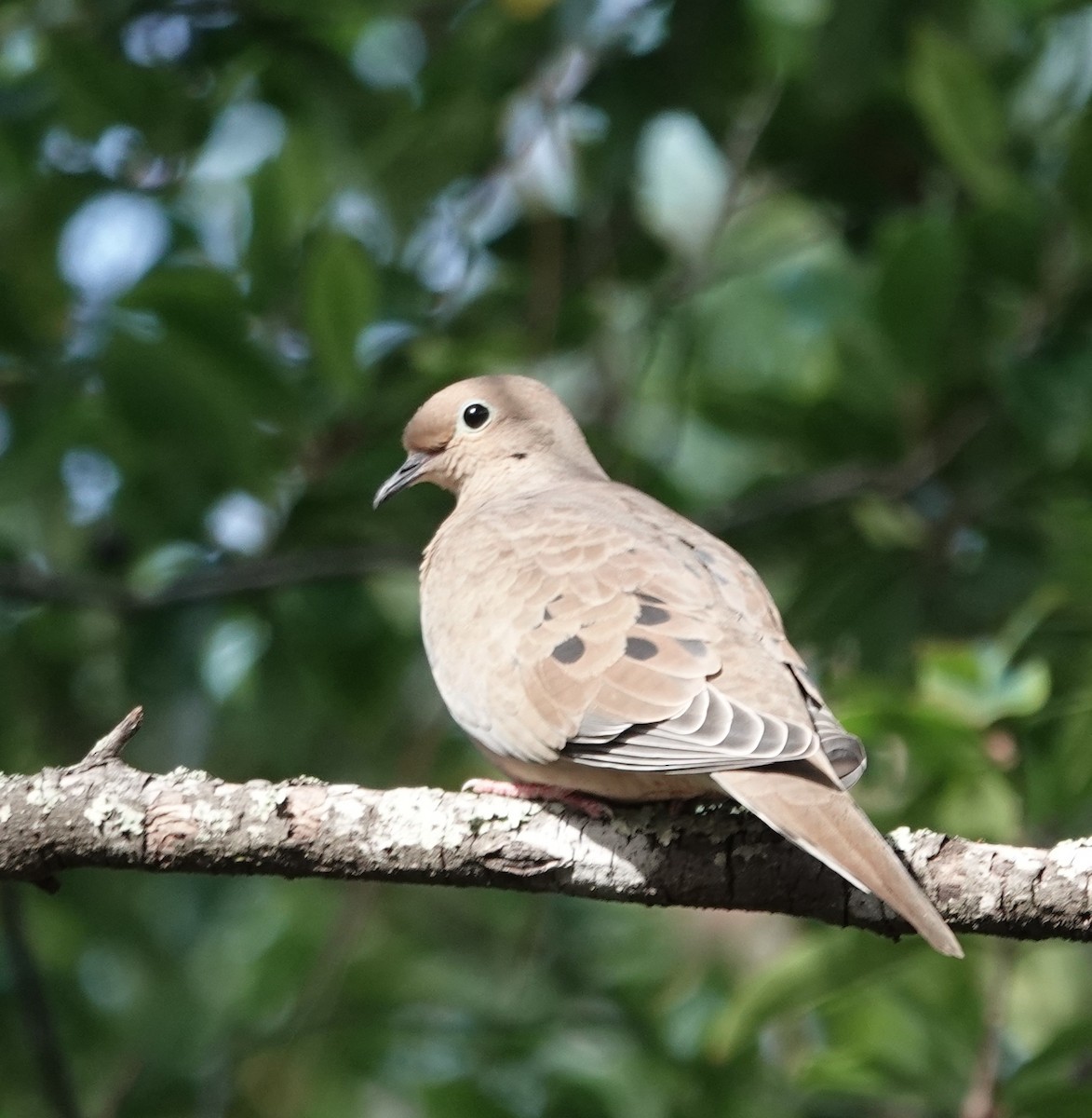 Mourning Dove - ML646860402
