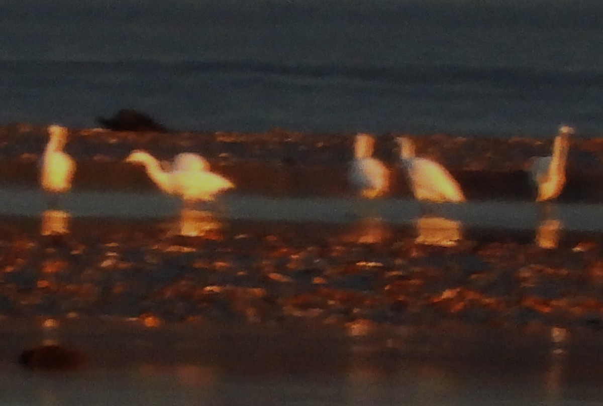 לבנית אמריקנית - ML646860404