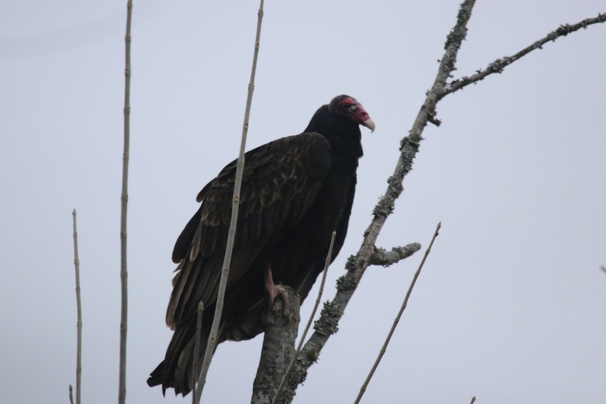 Turkey Vulture - ML646860407