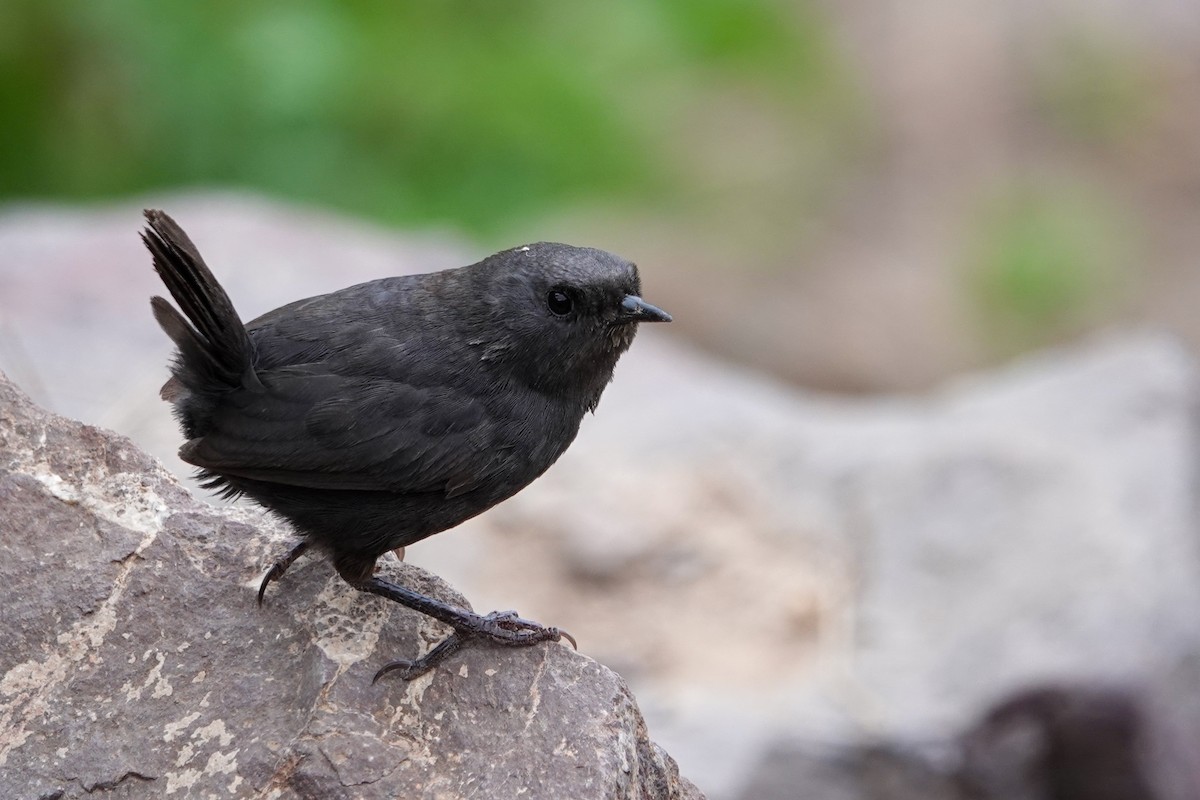 タンビオタテドリ - ML646860409