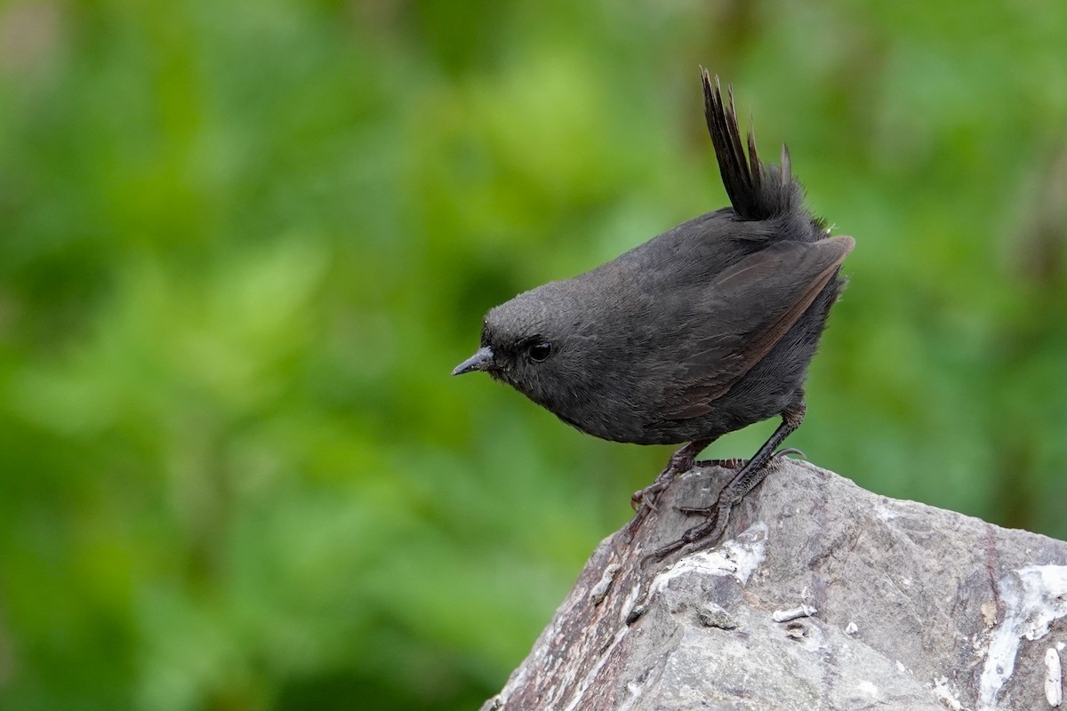 タンビオタテドリ - ML646860410