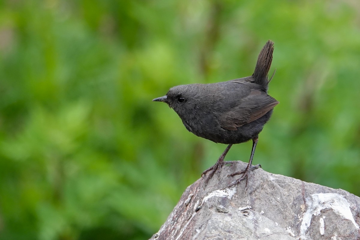 タンビオタテドリ - ML646860411