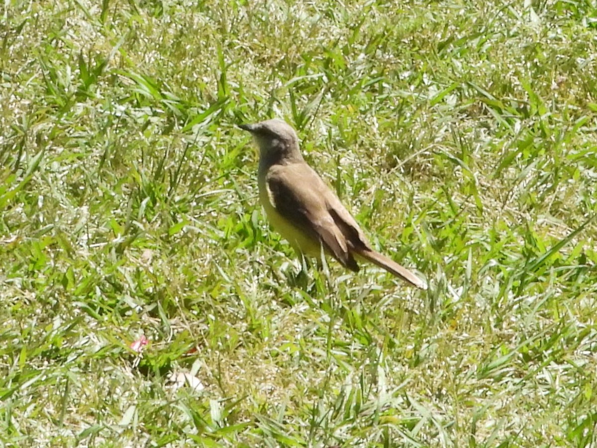 Cattle Tyrant - ML646860414