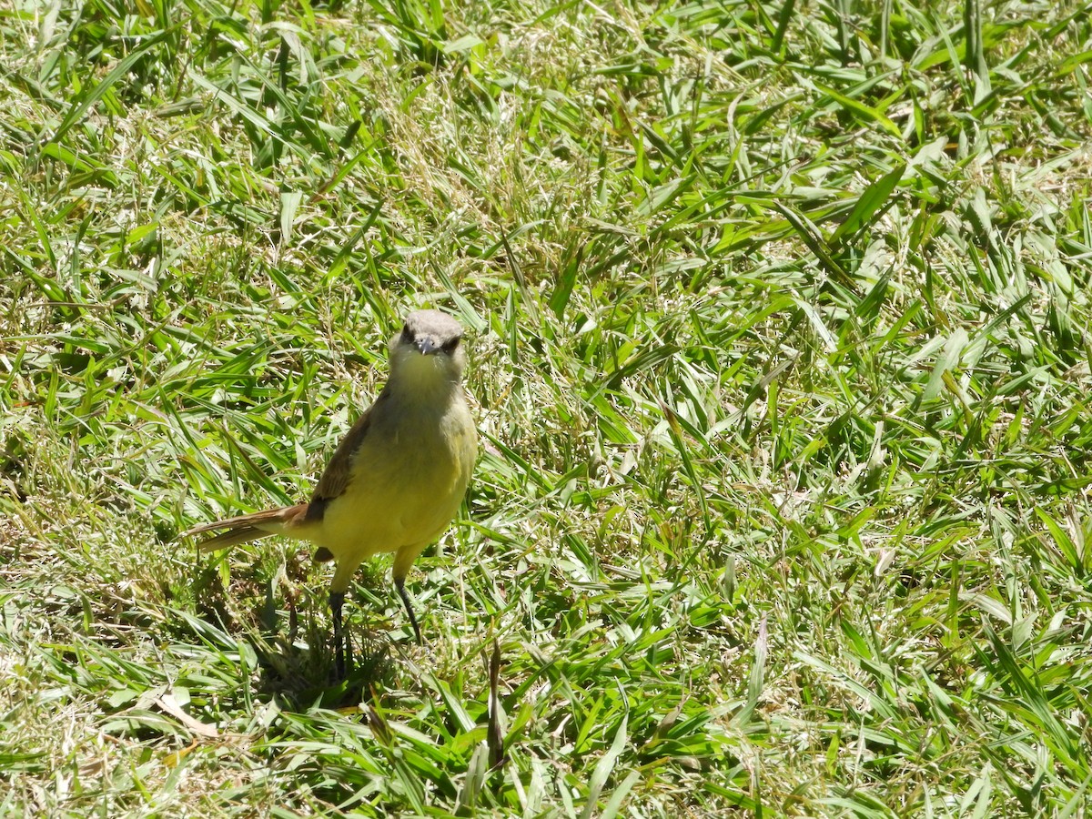 Cattle Tyrant - ML646860415