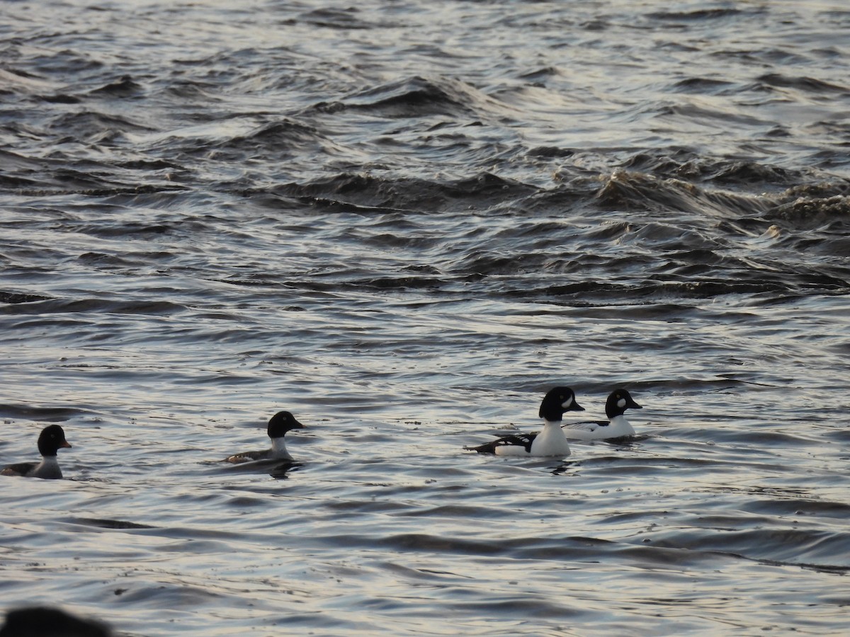 Barrow's Goldeneye - ML646860418