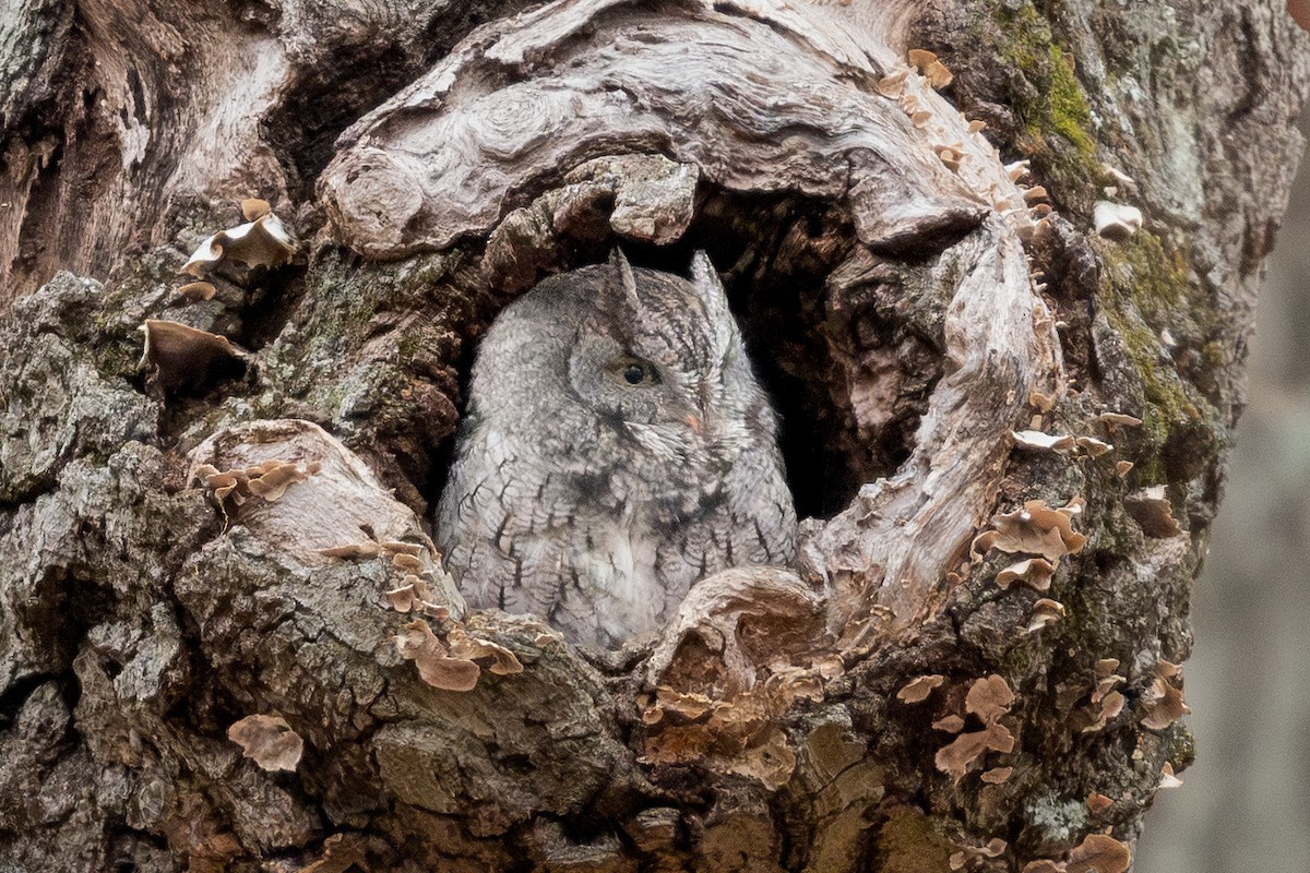 Eastern Screech-Owl - ML646860419