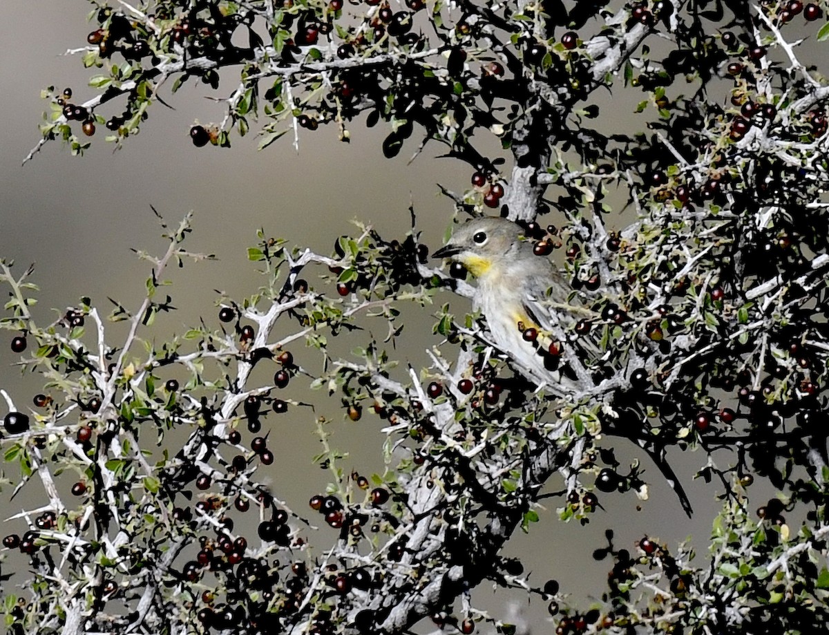 Taçlı Ötleğen (auduboni) - ML646860420