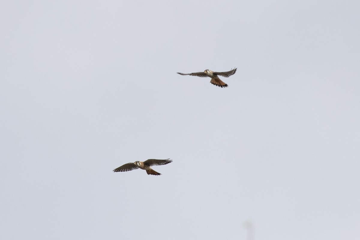 poštolka pestrá - ML646860421