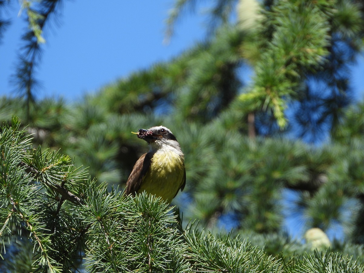 Great Kiskadee - ML646860425