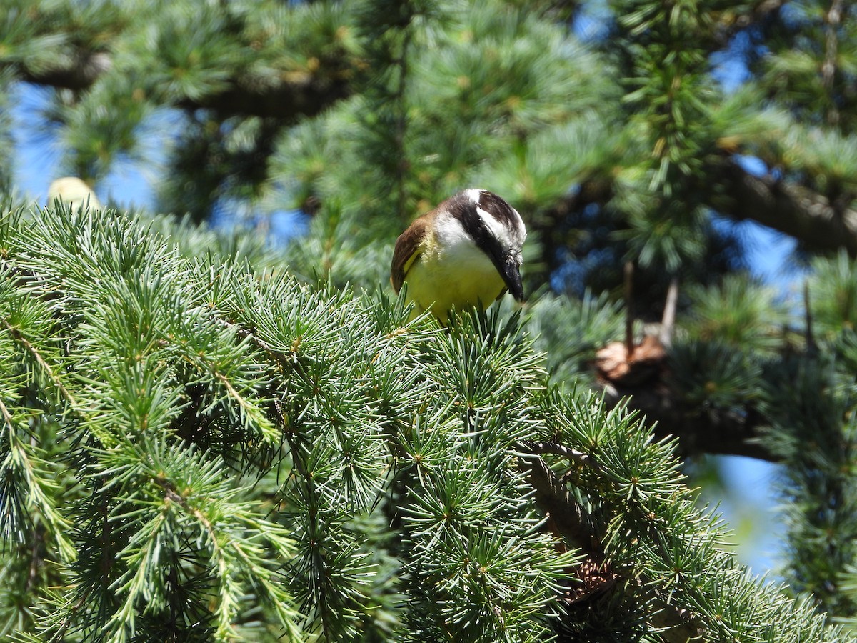 Great Kiskadee - ML646860426