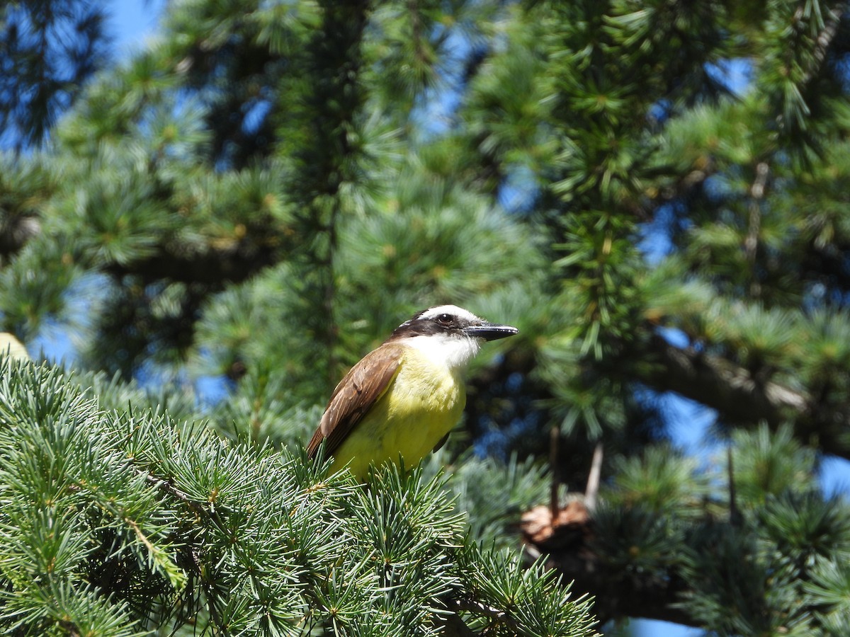 Great Kiskadee - ML646860427