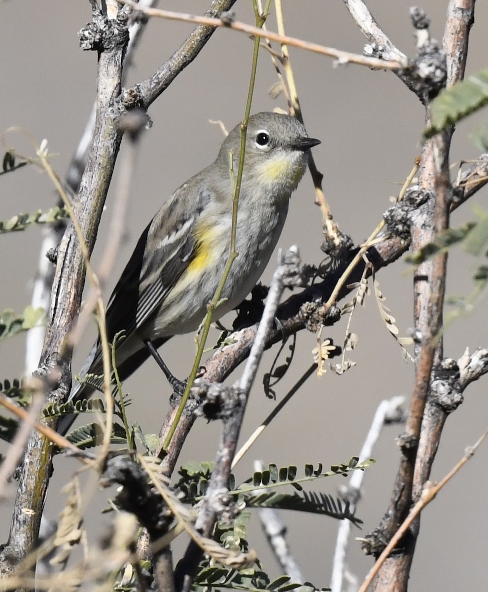 Taçlı Ötleğen (auduboni) - ML646860428