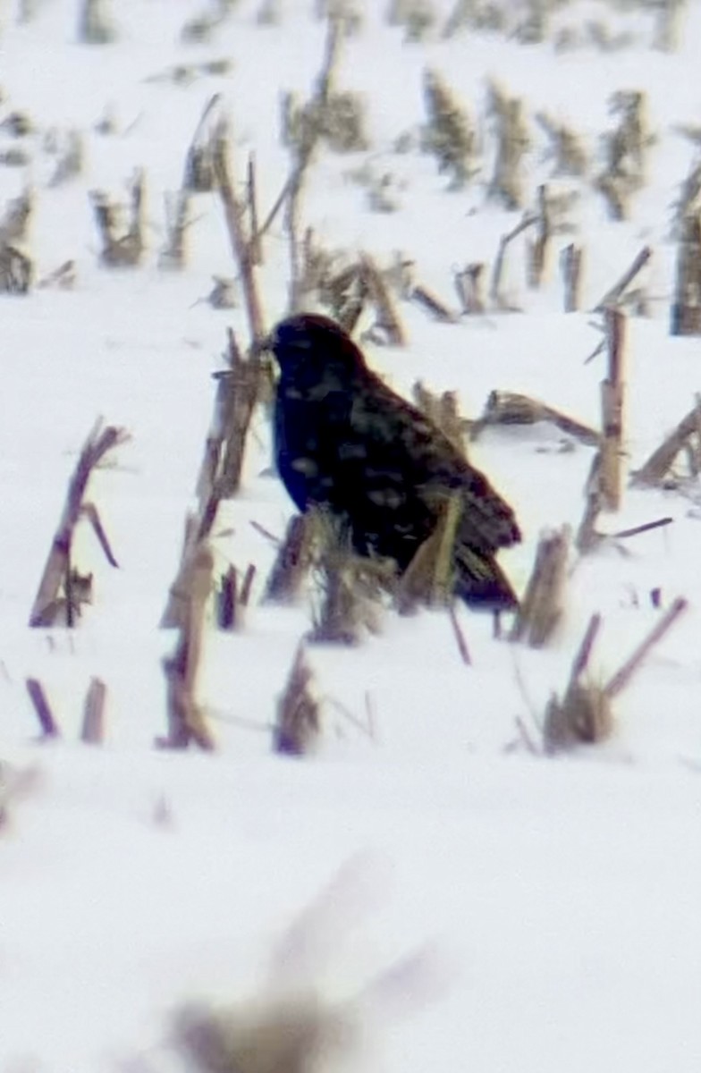 fjellvåk - ML646860429