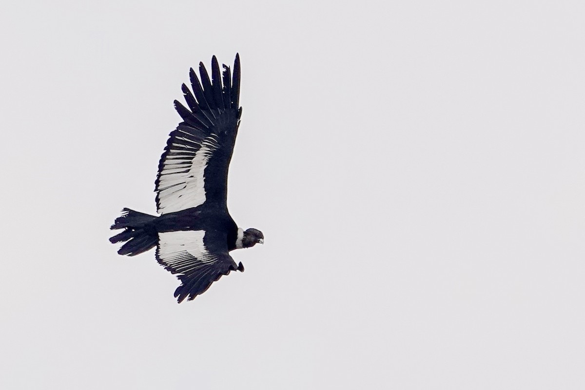 コンドル - ML646860430