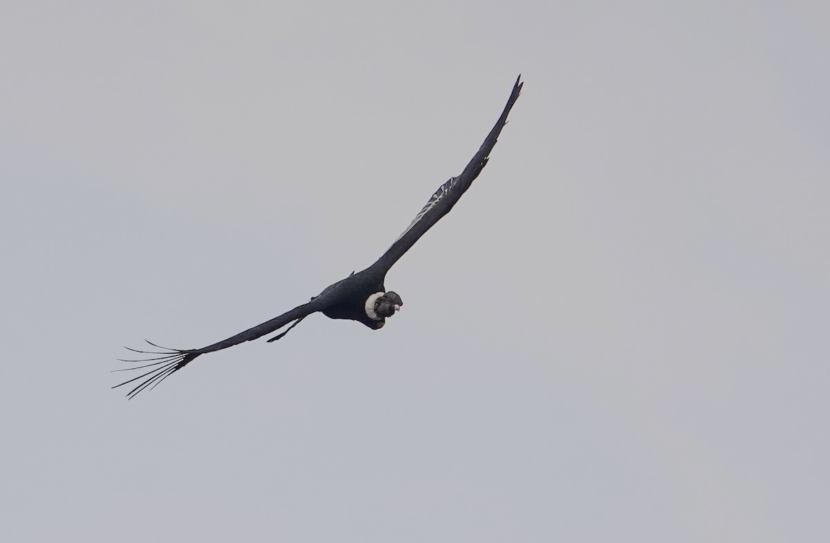 コンドル - ML646860431