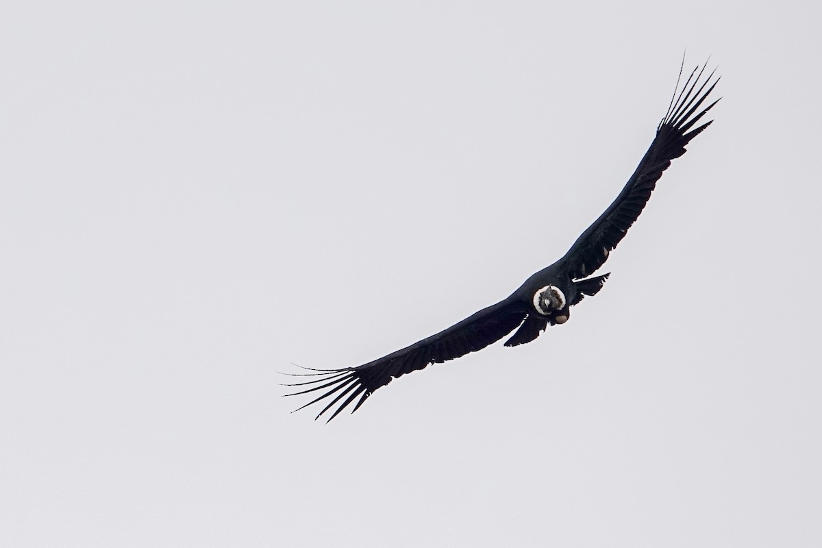 コンドル - ML646860432