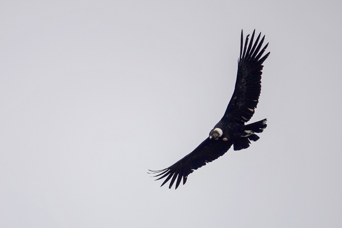 コンドル - ML646860433