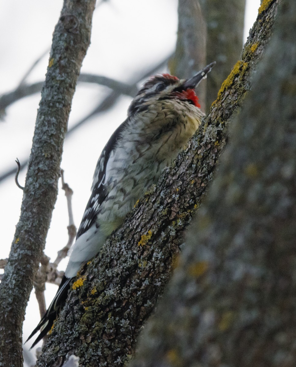 Yellow-bellied Sapsucker - ML646860434