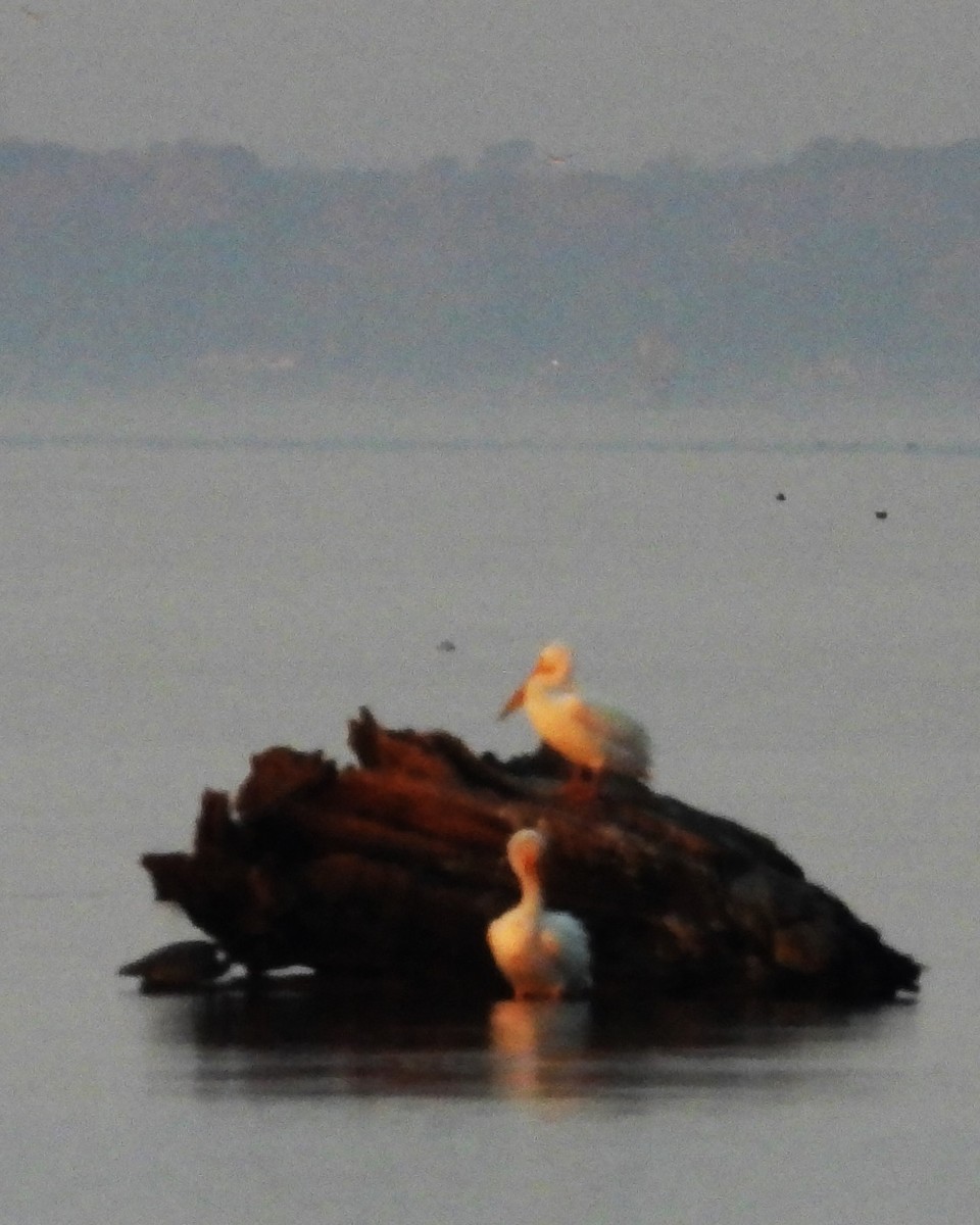 שקנאי אמריקני - ML646860436