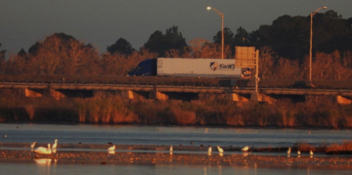 שקנאי אמריקני - ML646860437
