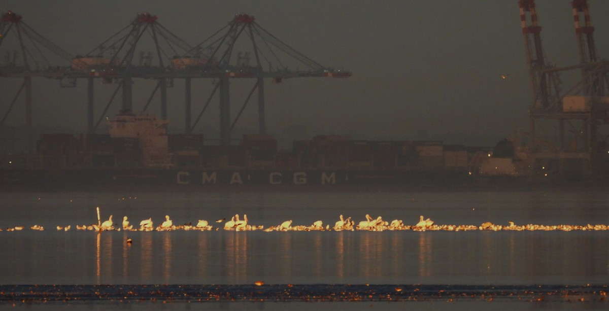 שקנאי אמריקני - ML646860438