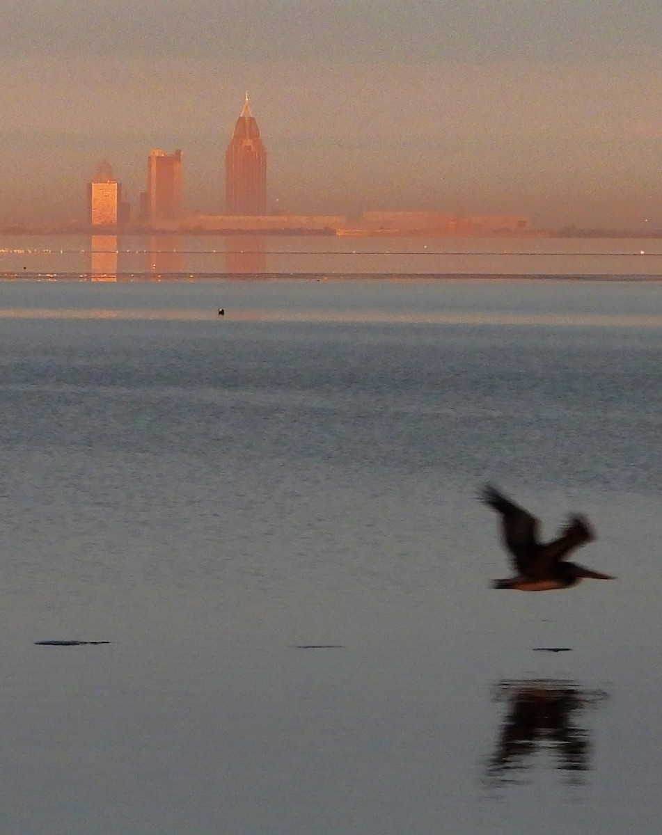 שקנאי חום - ML646860441