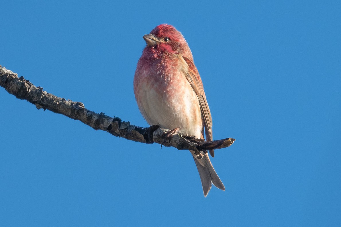 Purple Finch - ML646860447