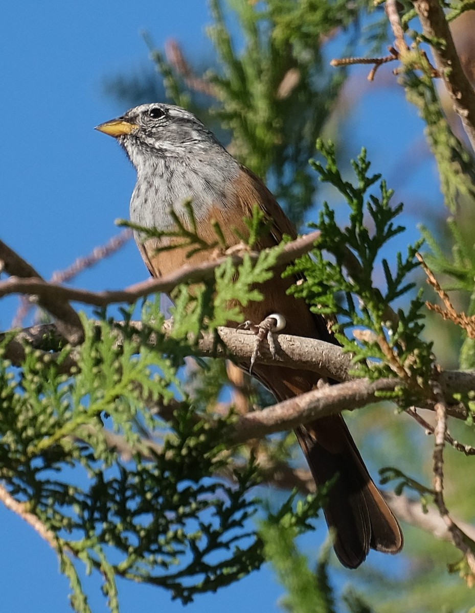 House Bunting - ML646860449