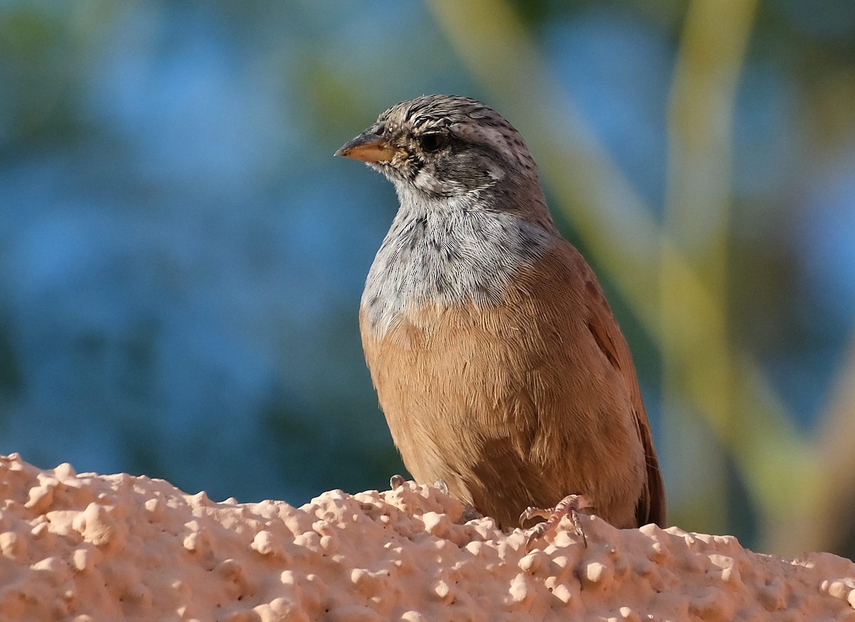 House Bunting - ML646860450