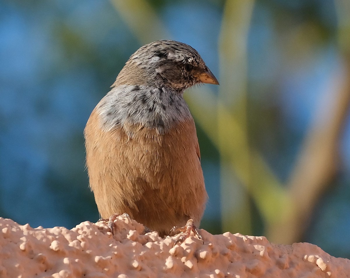 House Bunting - ML646860451