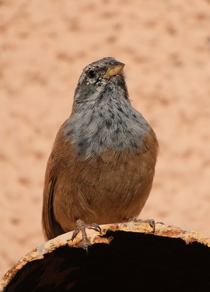 House Bunting - ML646860452