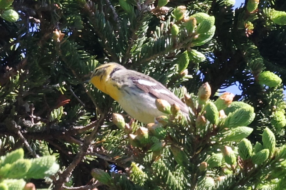 Reinita Gorjinaranja - ML646860453