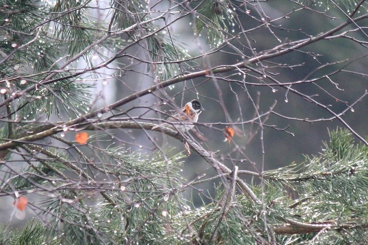 Цагаан хүзүүт хөмрөг - ML646860456