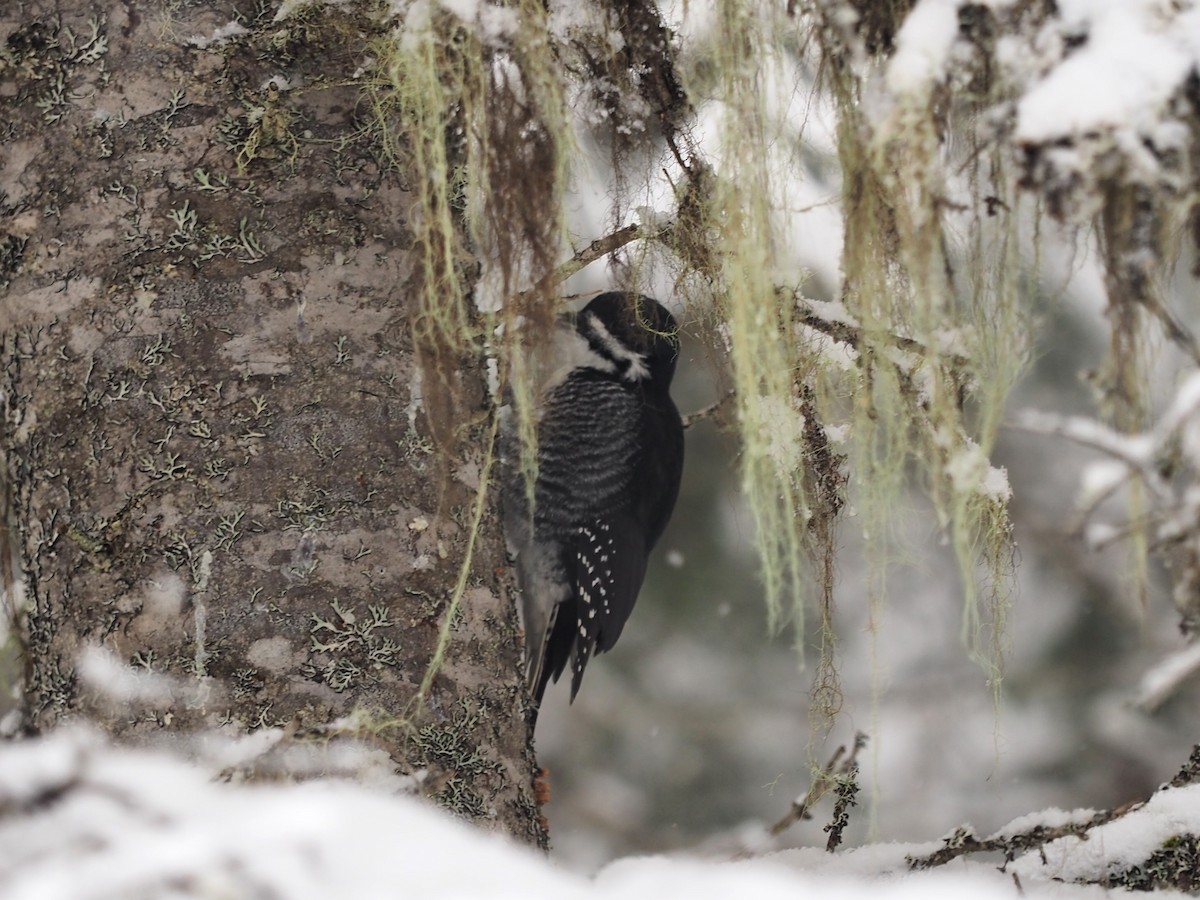 Schwarzrückenspecht - ML646860463