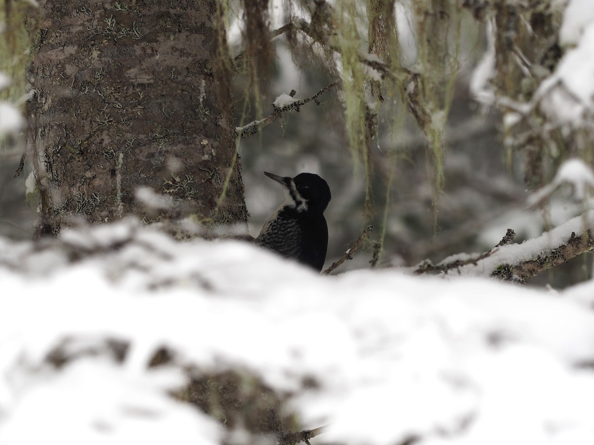 Schwarzrückenspecht - ML646860464