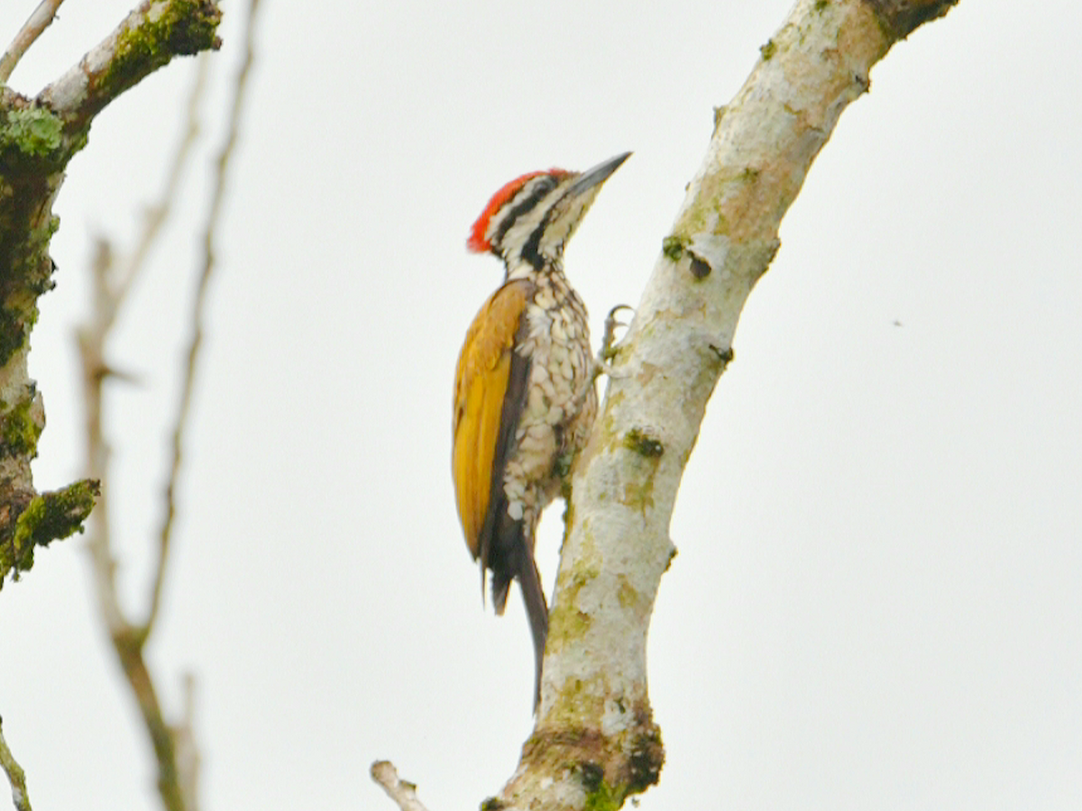 Common Flameback - ML646860466