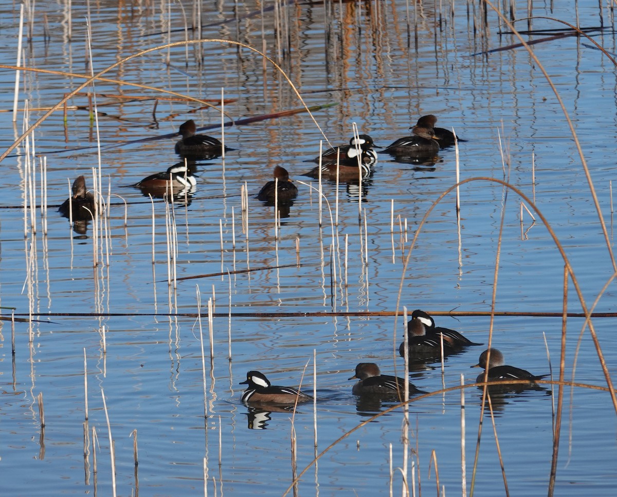 Капюшоновый крохаль - ML646860467