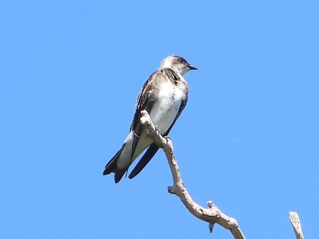 Brown-chested Martin - ML646860469