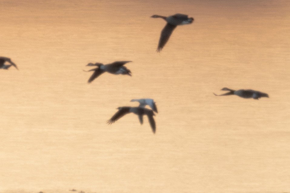 Ross's Goose - ML646860470