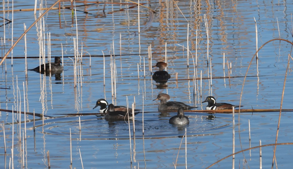 Капюшоновый крохаль - ML646860473