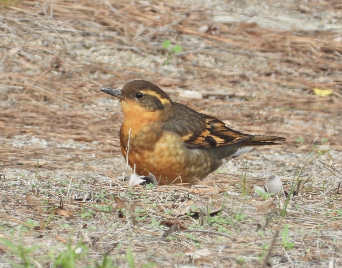 ムナオビツグミ - ML646860474