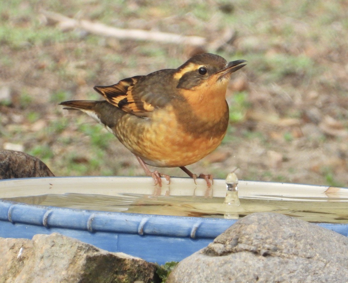 ムナオビツグミ - ML646860475